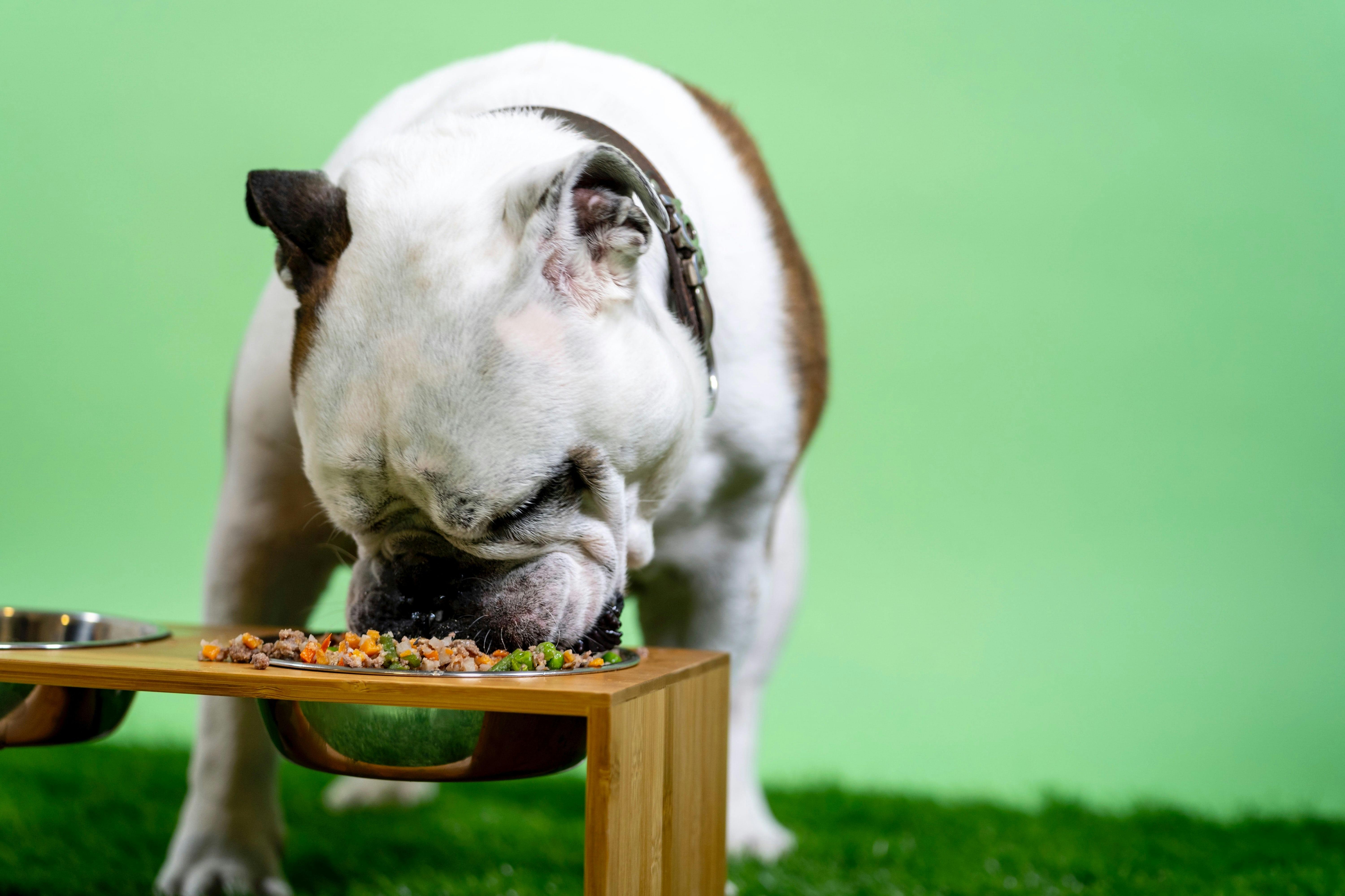 犬の皮膚に良い食事の考え方