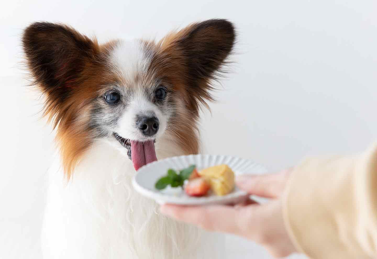 【トッピング】 愛犬用簡単カップケーキ　誕生日　記念日