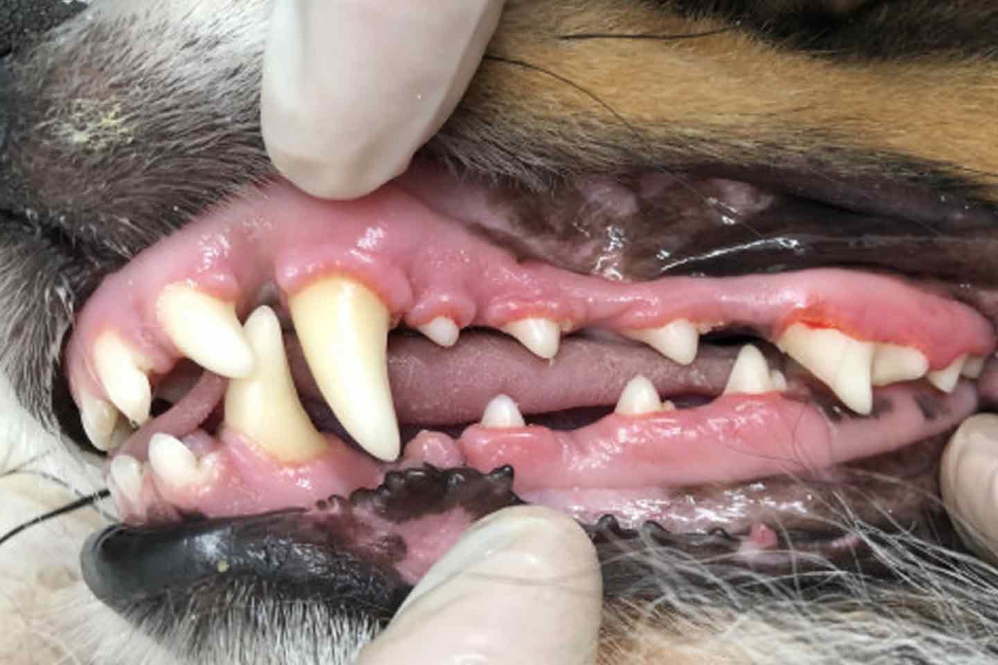 愛犬への歯石除去(スケーリング)施術後