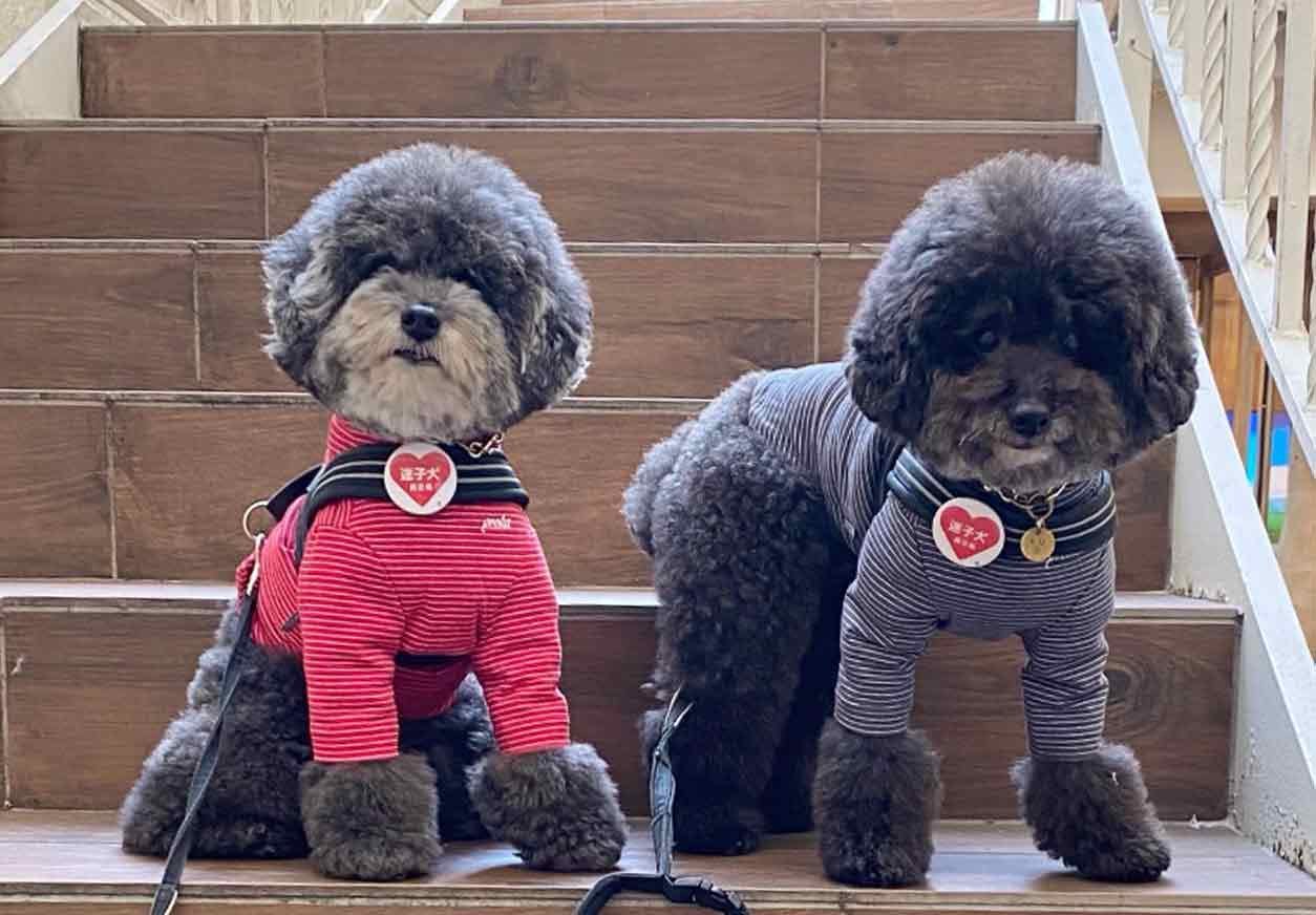 木崎さんの愛犬、クーちゃんとモコちゃん（トイプードル ）