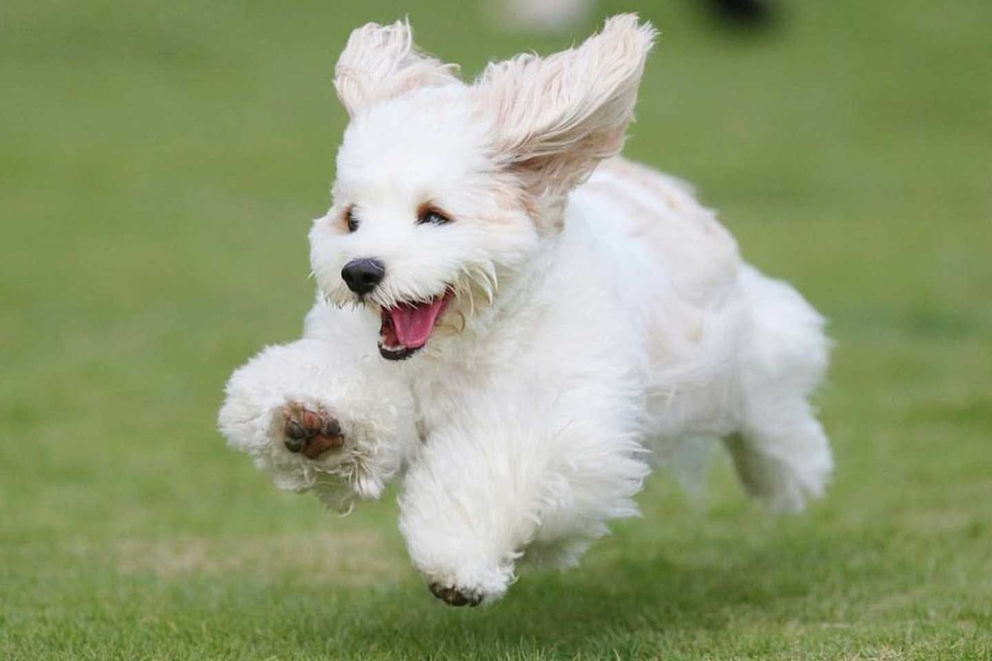 活発で遊ぶことが大好きな愛犬あんちゃん