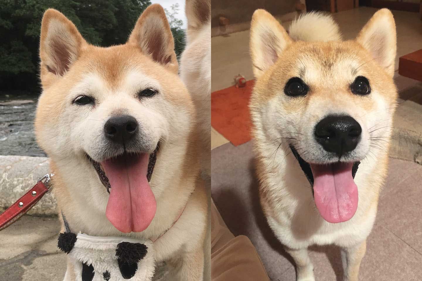 柴犬の先代犬Hちゃんと現在の愛犬栗太郎くん