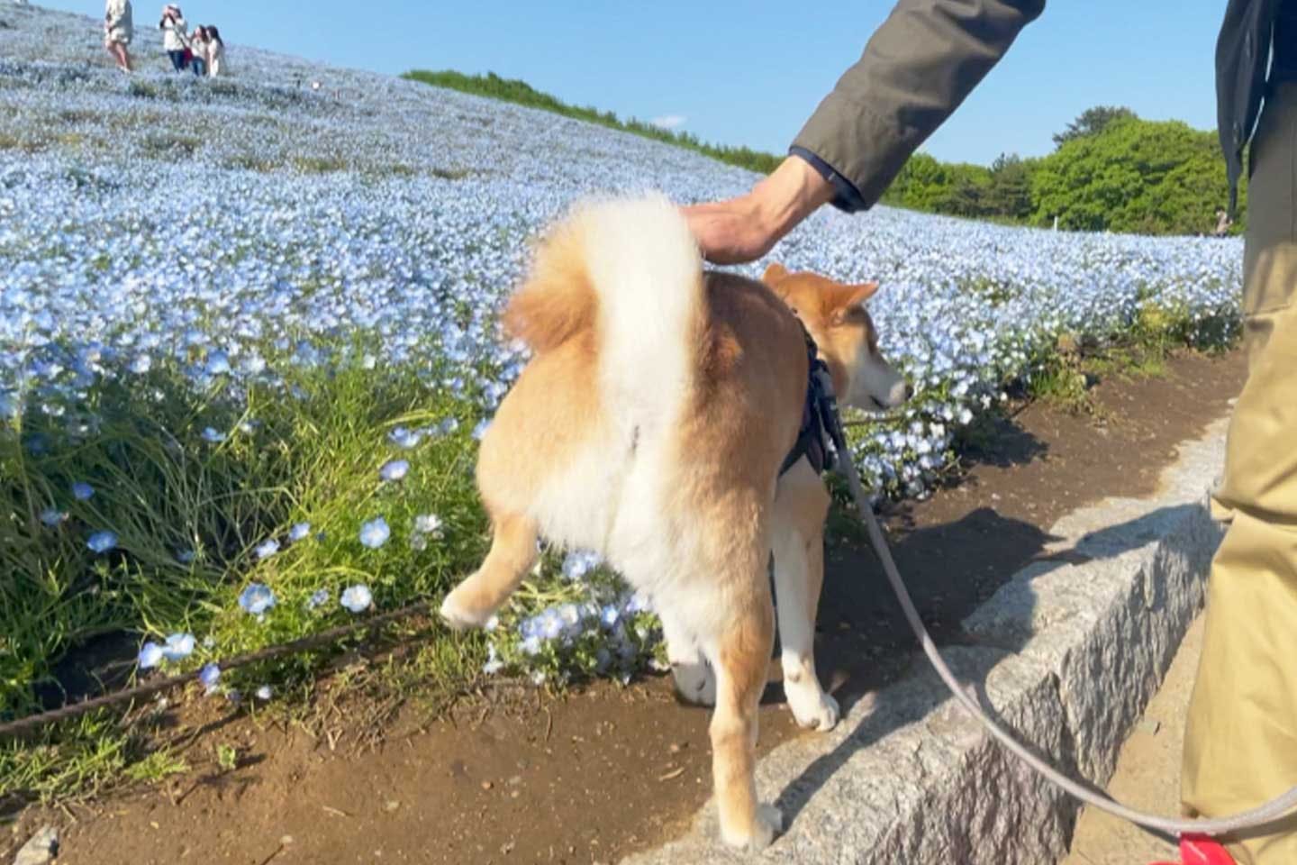 旅行先で足踏み「ルンルン」するご機嫌な栗太郎くん