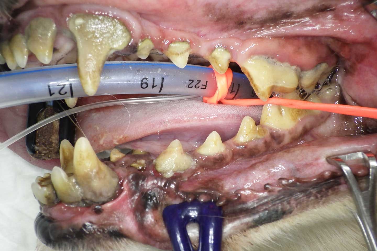 実際の歯周病に罹患している犬の口腔内