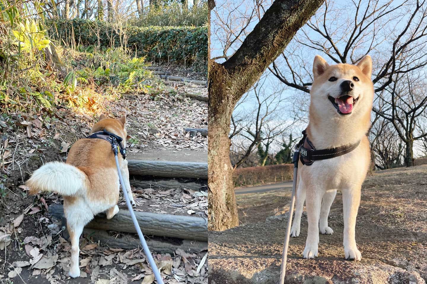 お散歩が好きな柴犬栗太郎くん お散歩が好きな柴犬栗太郎くん