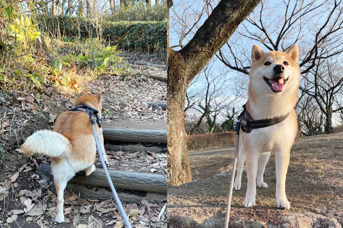 お散歩が好きな柴犬栗太郎くん