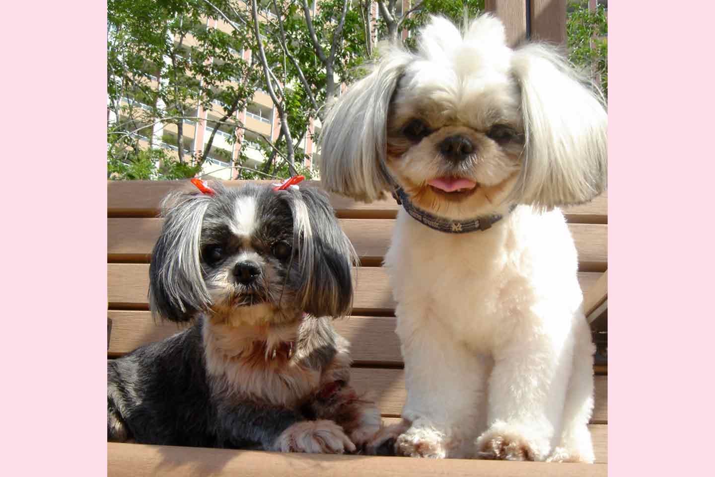 中村真弓さんの愛犬プーちゃんとポッキー　シーズー