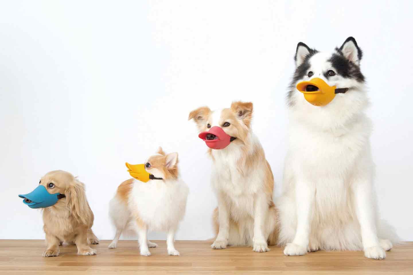 なぜ日本では「犬に口輪がかわいそう」と言われるの？ つけるだけで可愛く見えるアヒル型口輪『quack』の開発背景