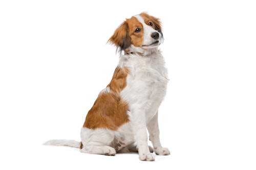 名古屋帯 コーイケルホンディエ 夏 単衣 犬 お仕立て込み ≪6月の新商品≫コーイケルホンディエのおでこちゃんおすわり
