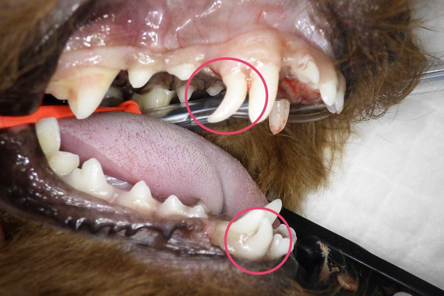 小型犬の乳歯遺恨の事例