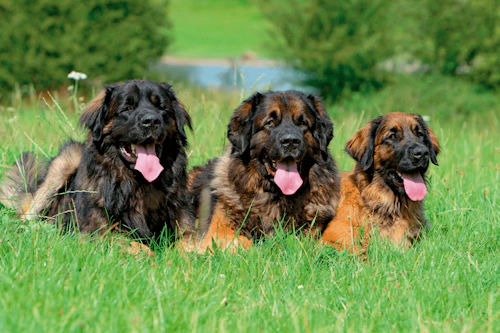59753c05-leonberger_5-min.png?