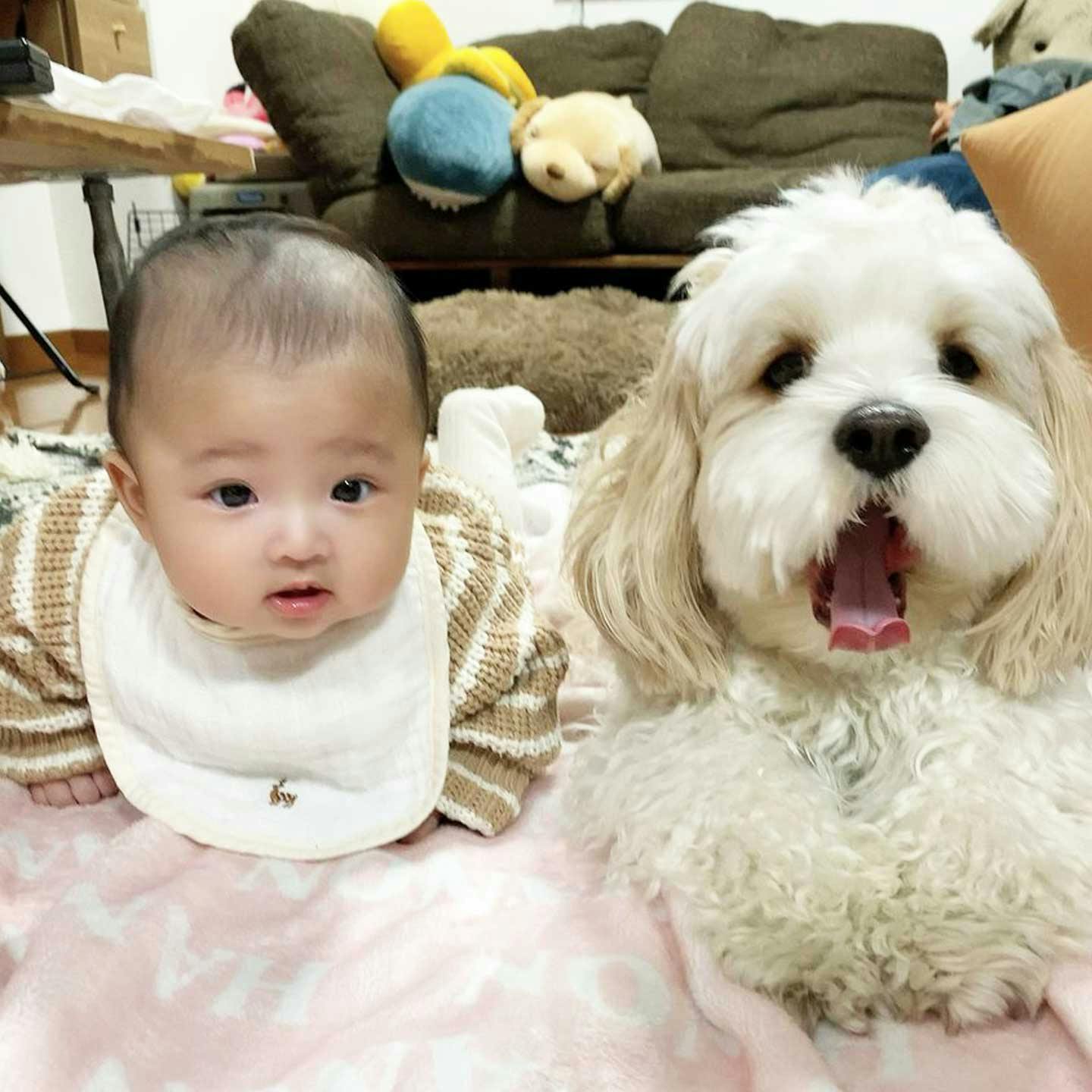 生後6ヶ月の娘と仲良しの愛犬あんちゃん 生後6ヶ月の娘と仲良しの愛犬あんちゃん