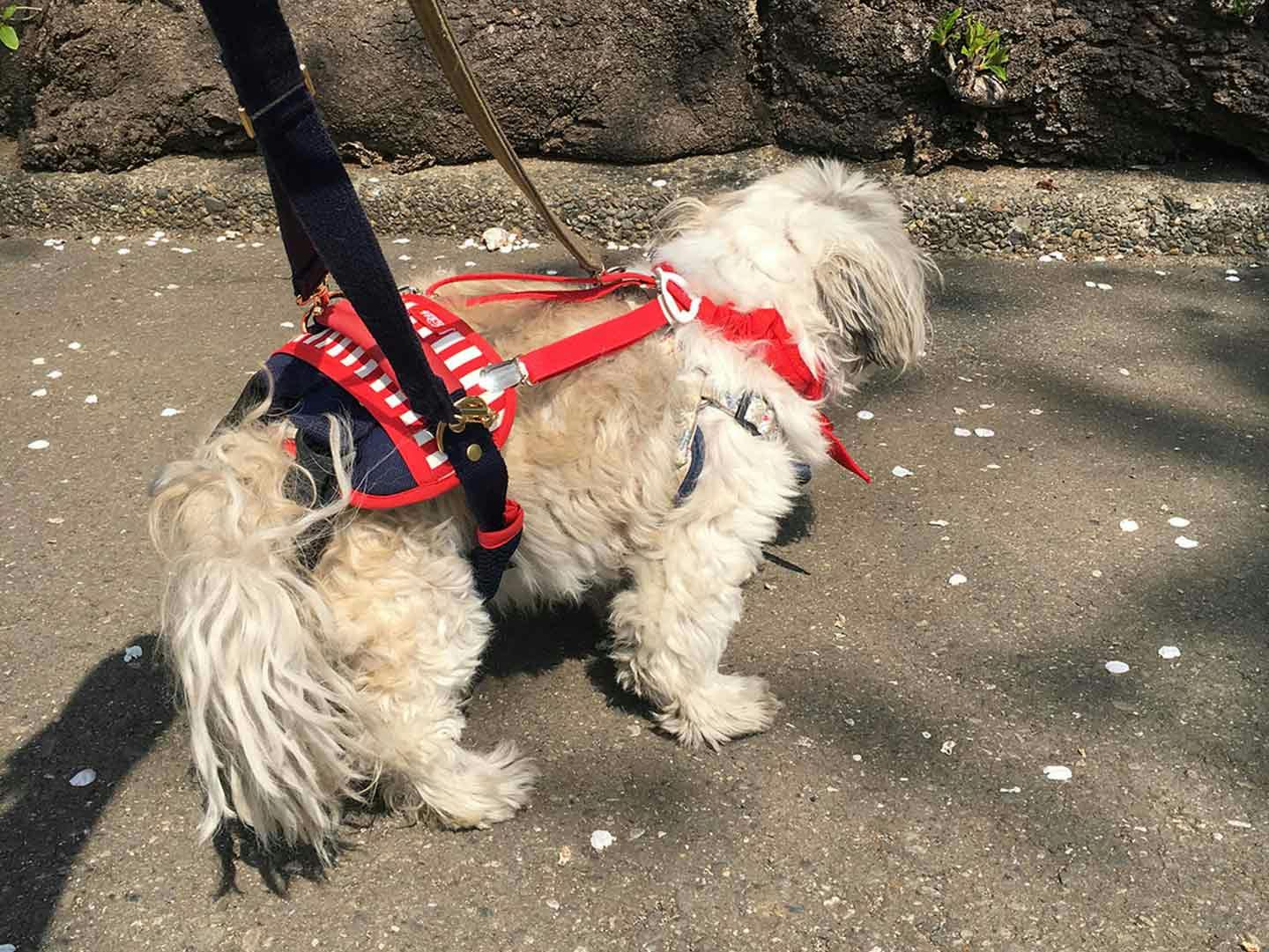 歩行補助アイテムで歩く老犬