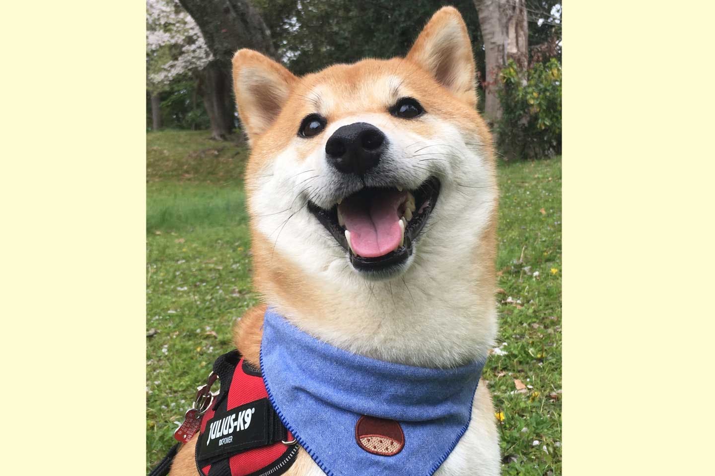 一躍有名になった元保護犬の栗太郎