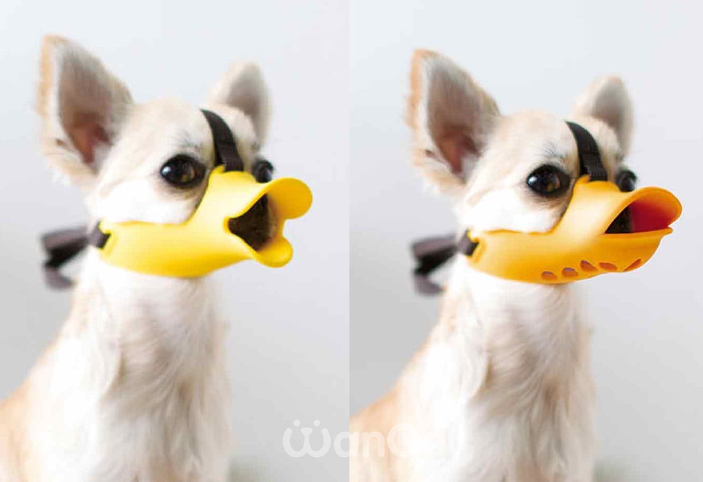 『quack』（左）と『quack closed』（右）の違い
