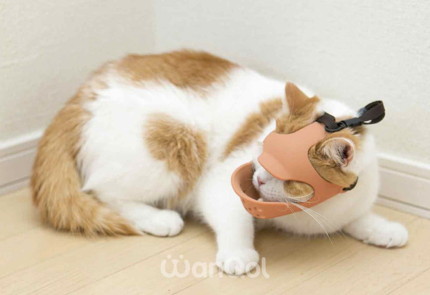 『quack face』は猫も使用可能 『quack face』は猫も使用可能
