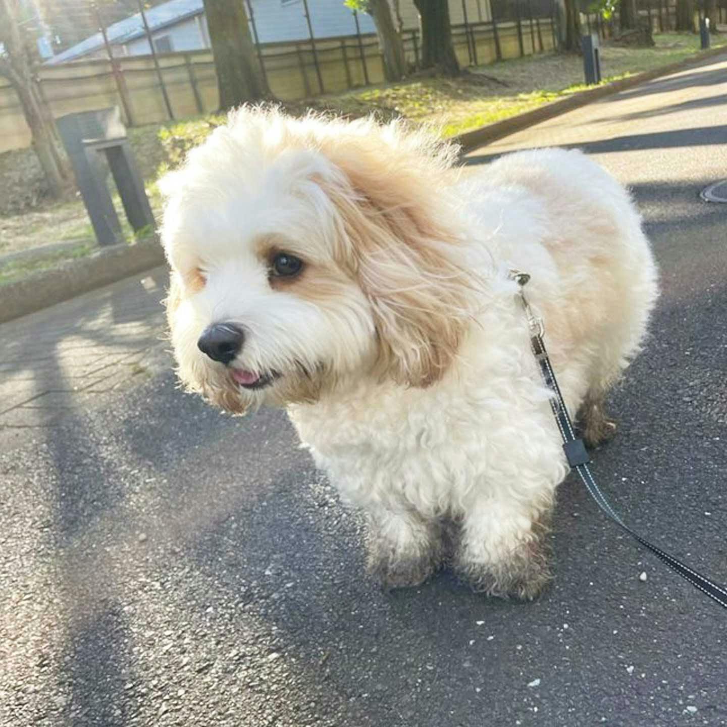 毎日お散歩で泥んこになって遊ぶ愛犬あんちゃん