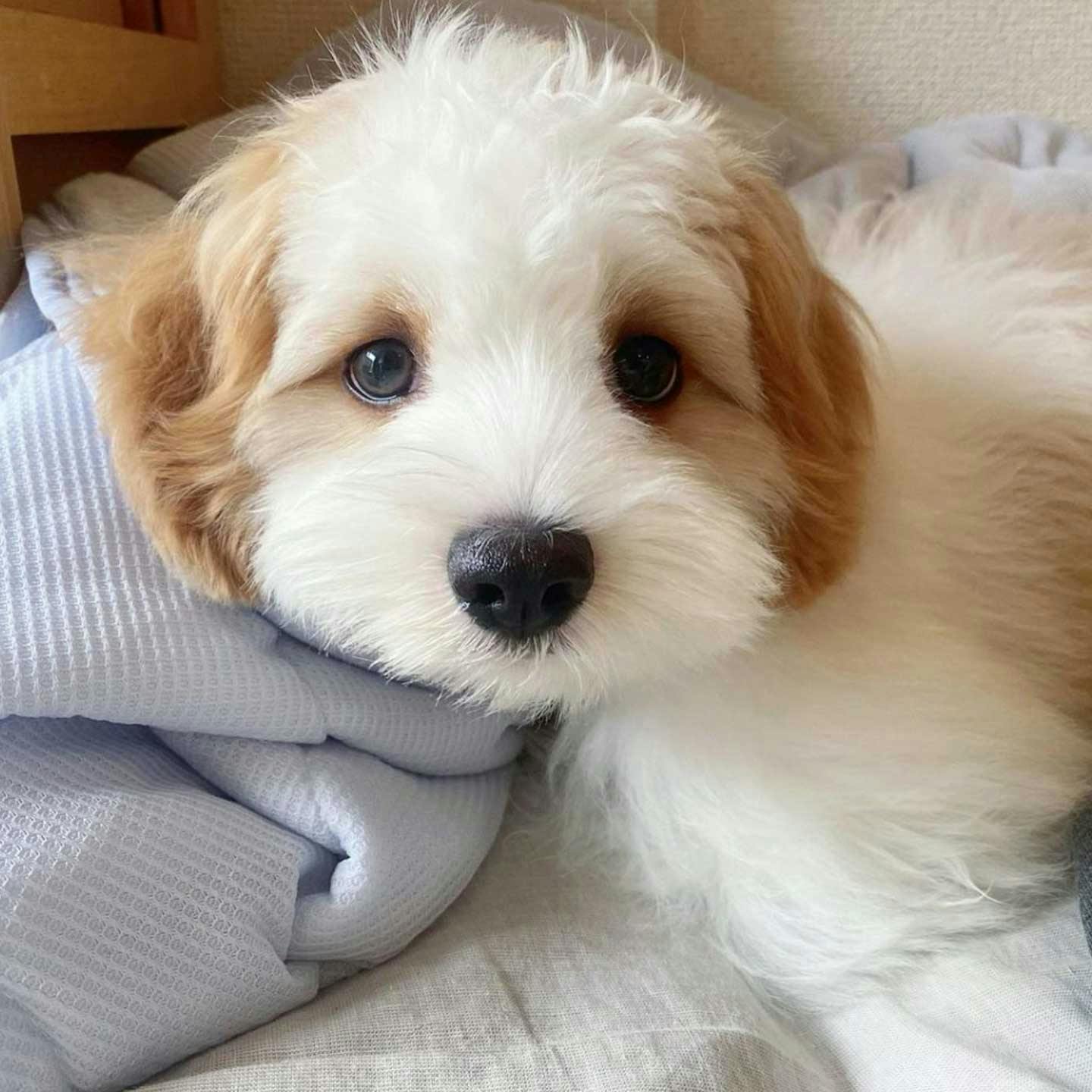 子犬期の飼育の大変さに驚愕! 「子犬 元気すぎる」で検索 子犬期の飼育の大変さに驚愕! 「子犬 元気すぎる」で検索