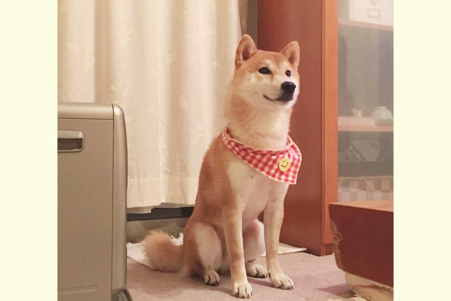 すずきさんのお宅に来たばかりの頃の栗太郎くん すずきさんのお宅に来たばかりの頃の栗太郎くん