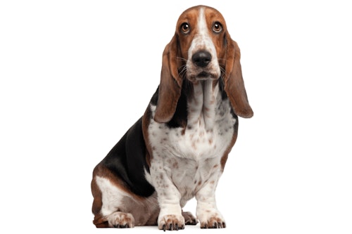 バセット・ハウンドの性格や特徴は？飼い方のコツや寿命などについて