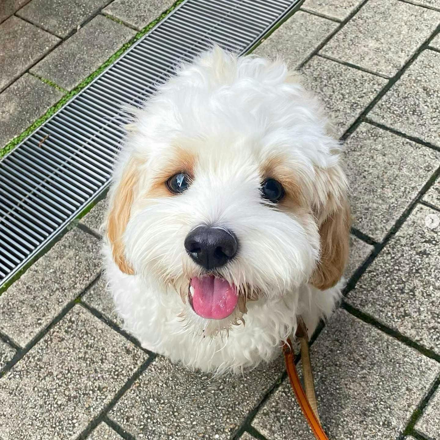 犬は可愛いだけじゃない。愛犬を幸せにできるかどうかは飼い主次第 犬は可愛いだけじゃない。愛犬を幸せにできるかどうかは飼い主次第
