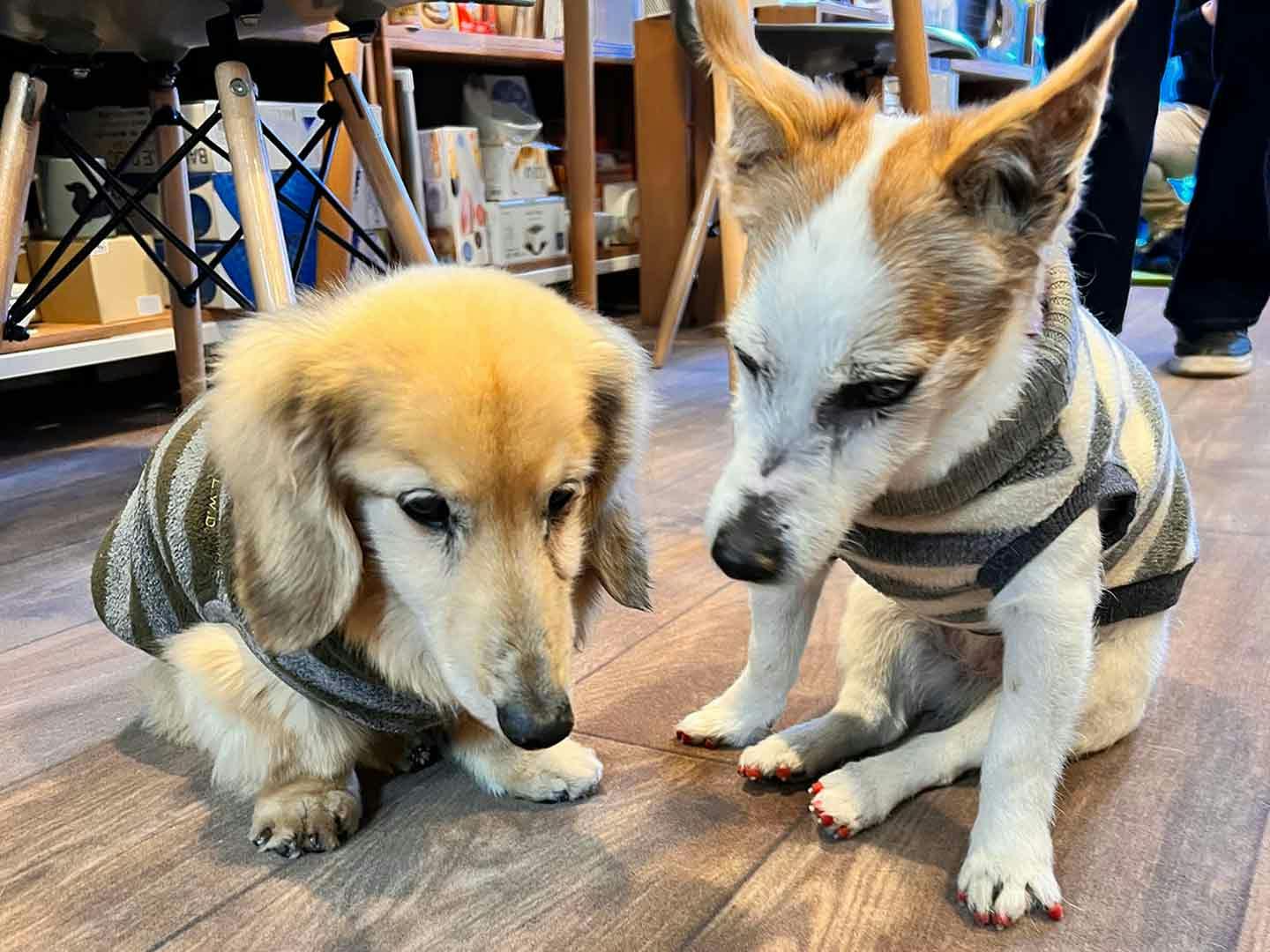 『meet ぐらんわん!』の常連○ちゃんと○ちゃん 『meet ぐらんわん!』の常連○ちゃんと○ちゃん