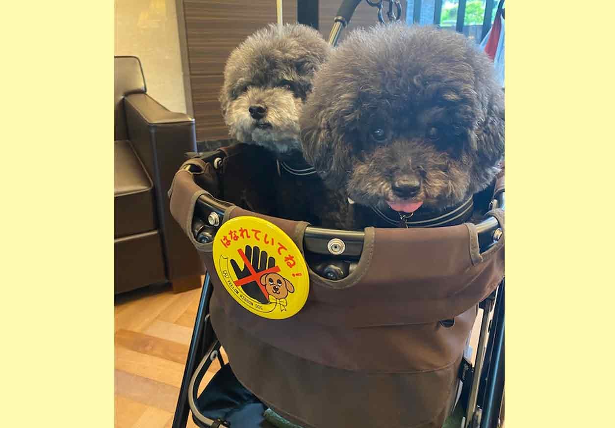 犬用バギーにイエローリボンの缶バッジをつける 犬用バギーにイエローリボンの缶バッジをつける