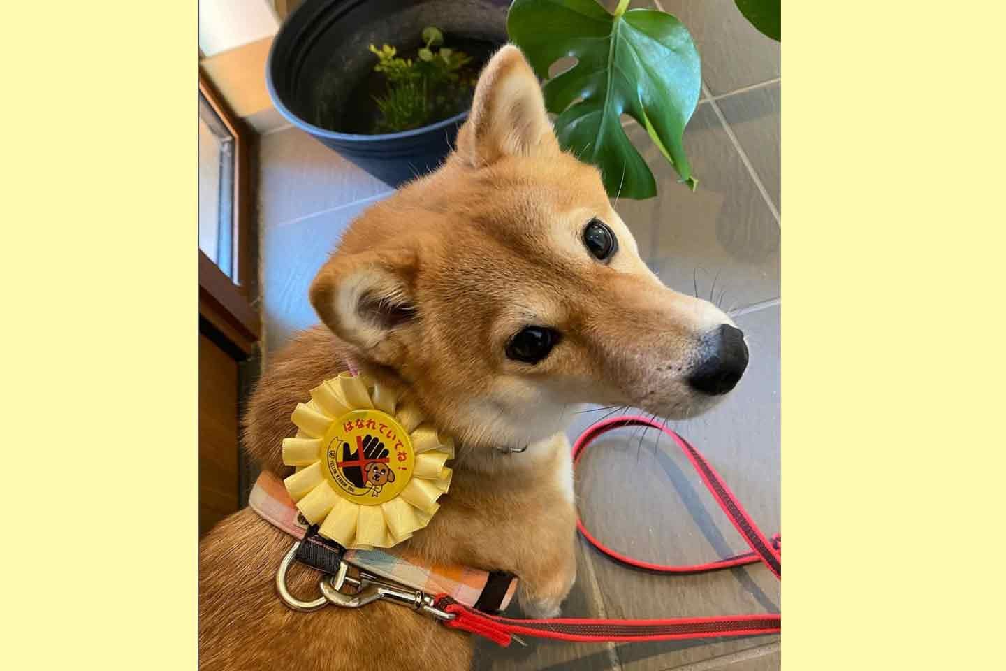 イエローリボンを身につける柴犬・花ちゃん