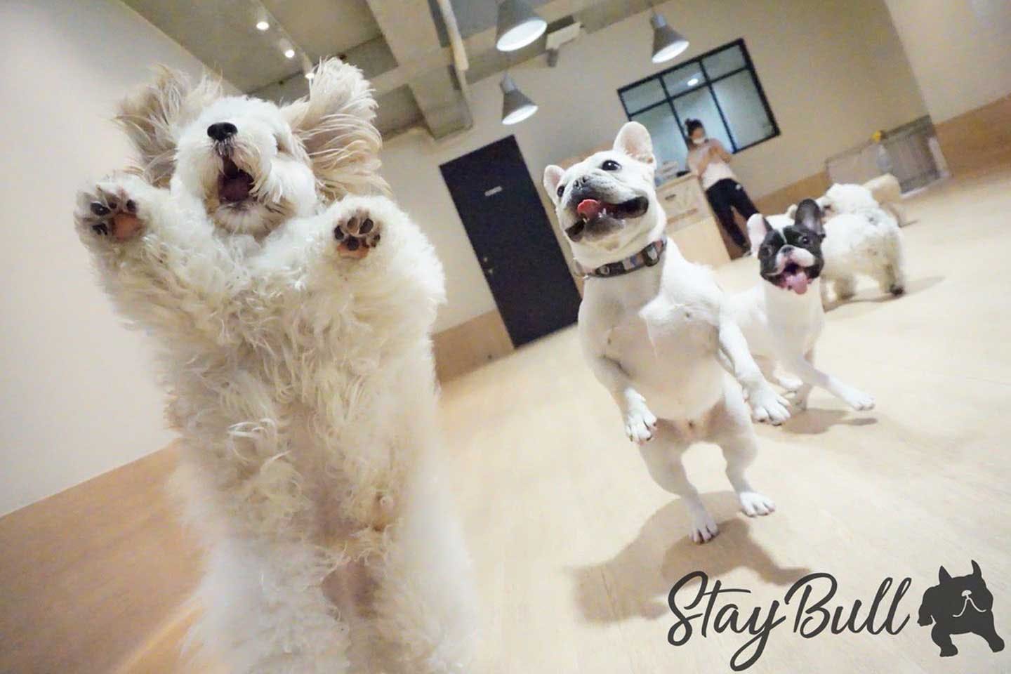 愛犬あんちゃんのドッグスクールの様子 愛犬あんちゃんのドッグスクールの様子