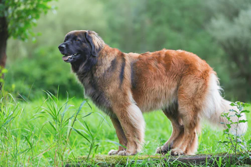 レオンベルガーの性格や特徴は？飼い方のコツや寿命などについて解説