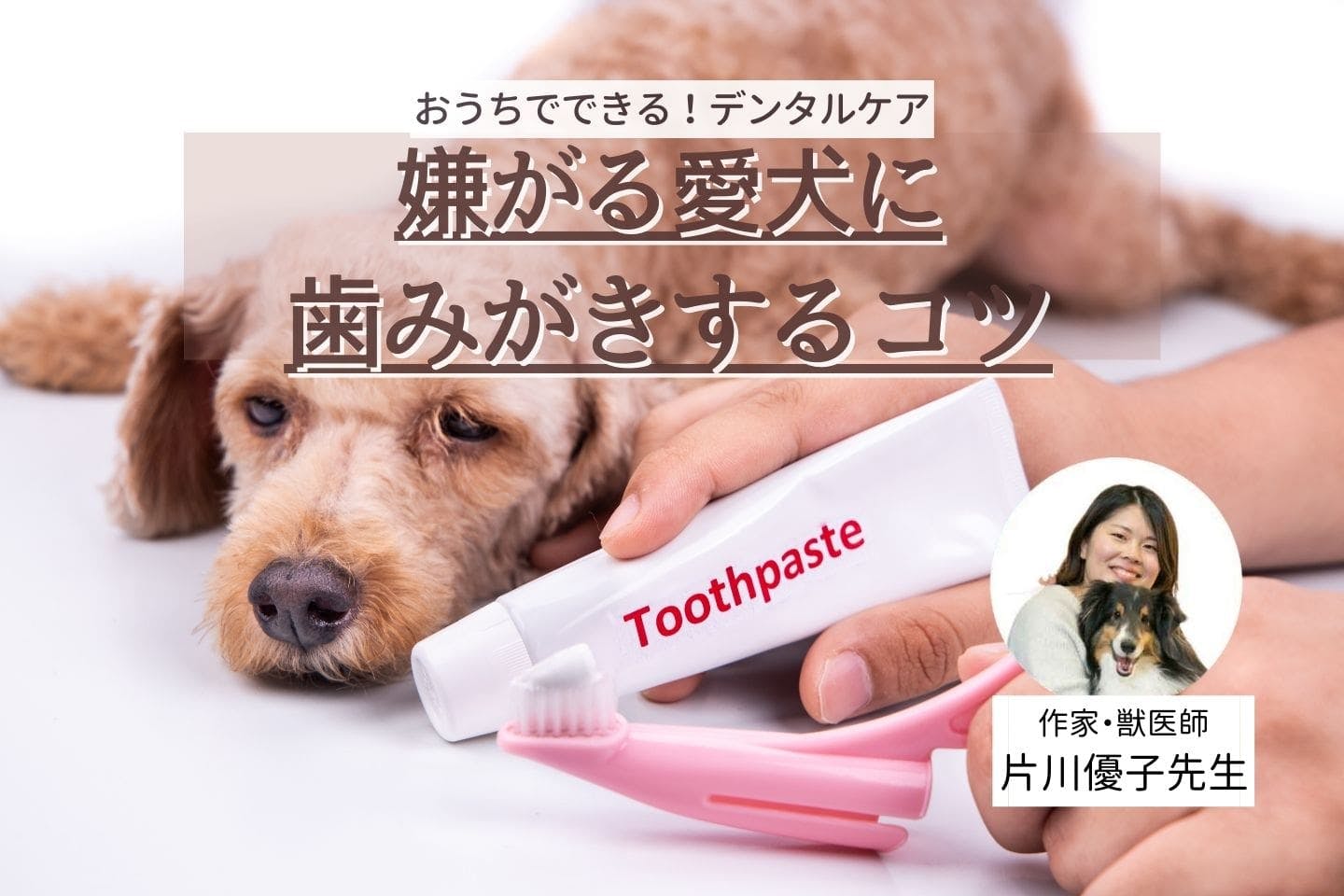 愛犬の歯周病に要注意！  犬の歯磨きケアはいつから？ 適切な頻度や正しいやり方、グッズの選び方を解説