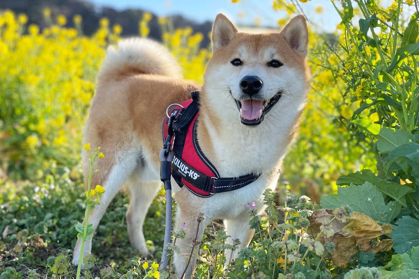 元保護犬の柴犬・栗太郎