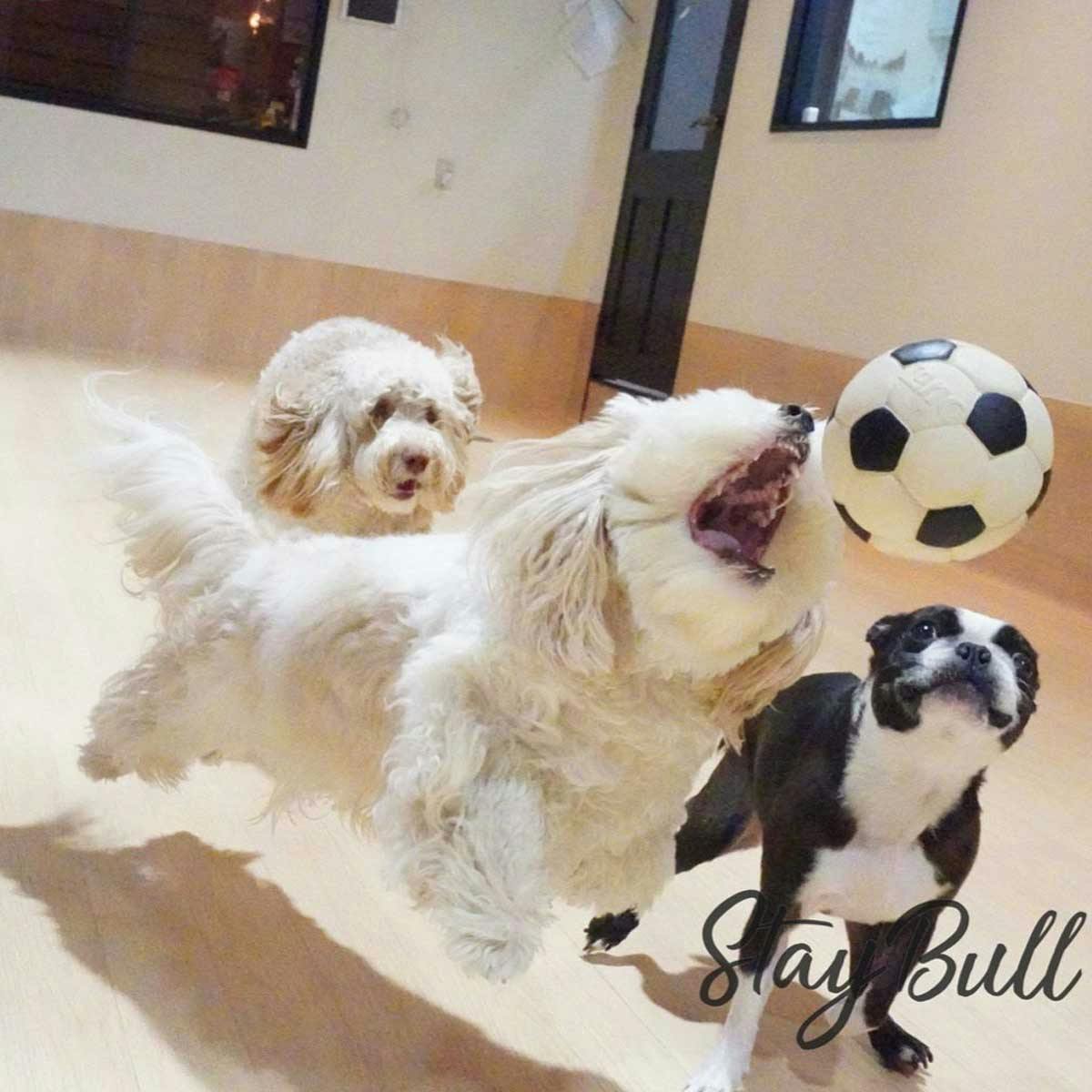 愛犬あんちゃんのドッグスクールの様子 愛犬あんちゃんのドッグスクールの様子