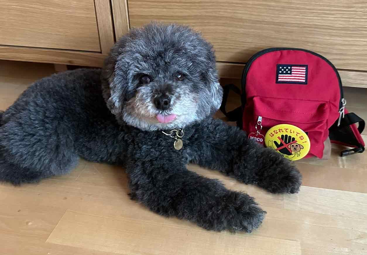 愛犬の防災用のバッグにイエローリボンをつける木崎さん 愛犬の防災用のバッグにイエローリボンをつける木崎さん