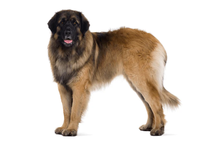 犬種図鑑 ワンクォール