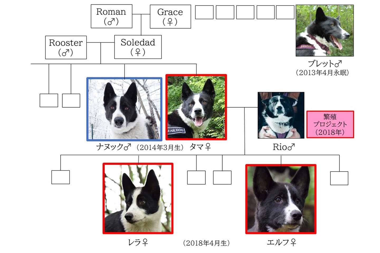 日本に誘致したベアドッグの家系図