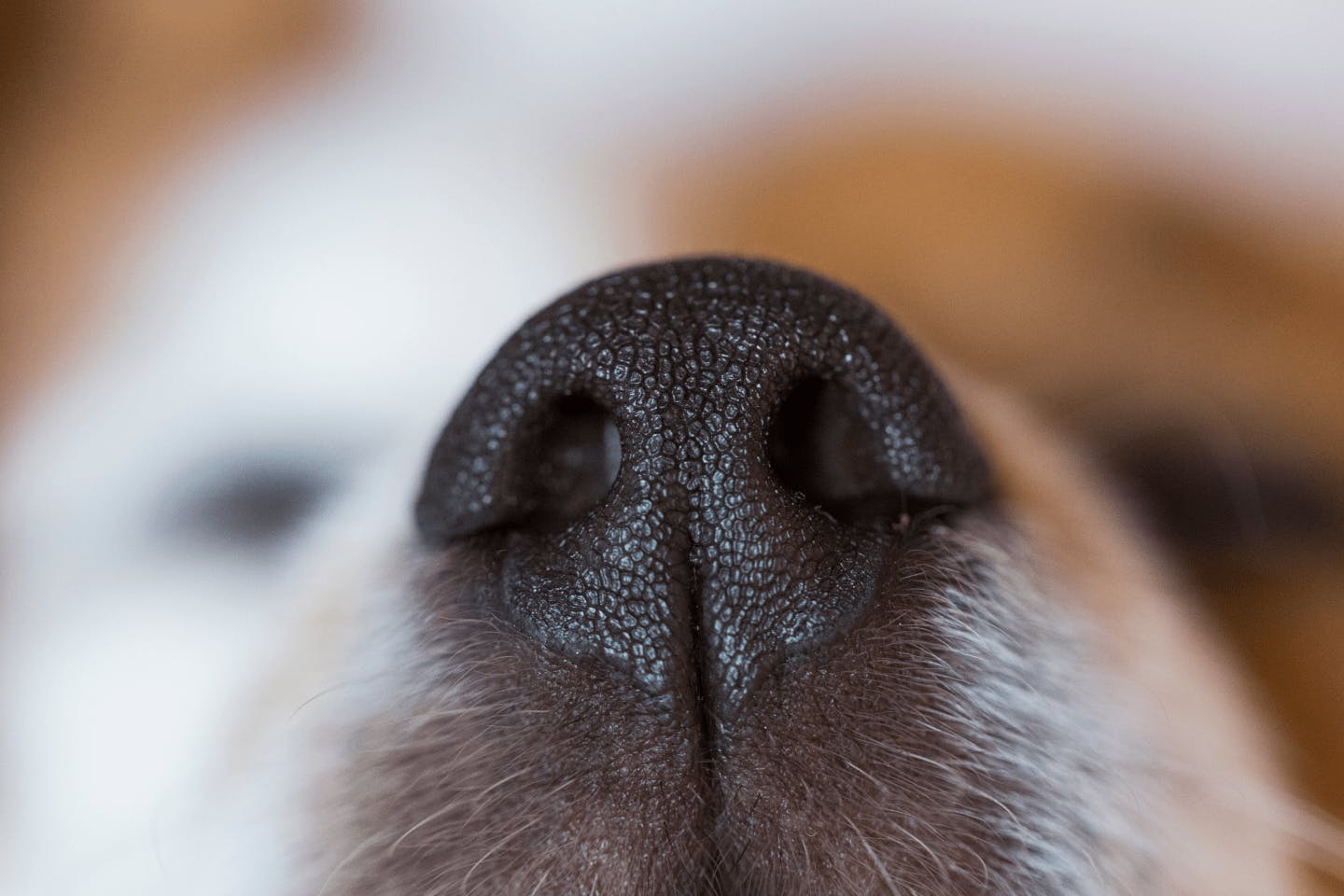犬は人間の100万倍の嗅覚を持つ