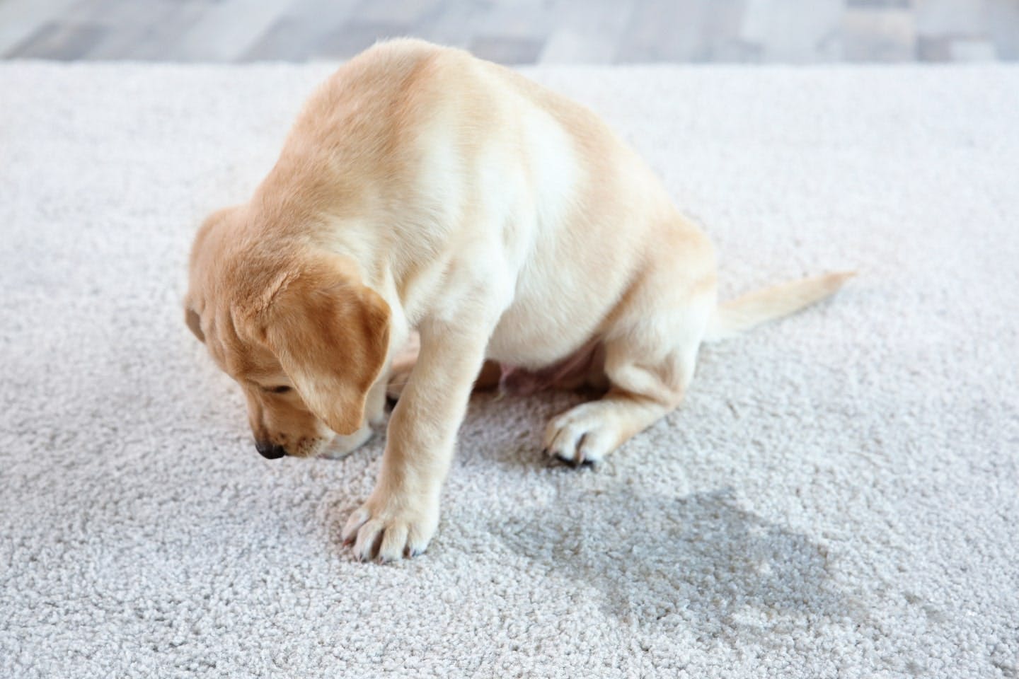 愛犬の尿漏れを叱らないで！原因は心身の病気やケガかもしれません。