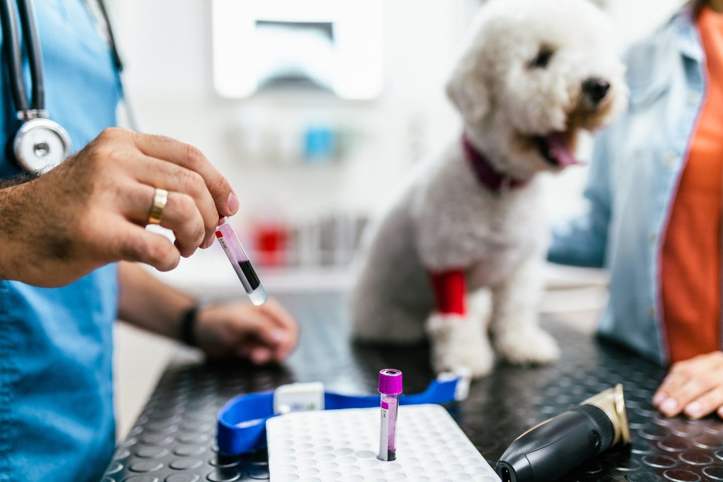 犬の胃腸炎の診断方法や治療方法