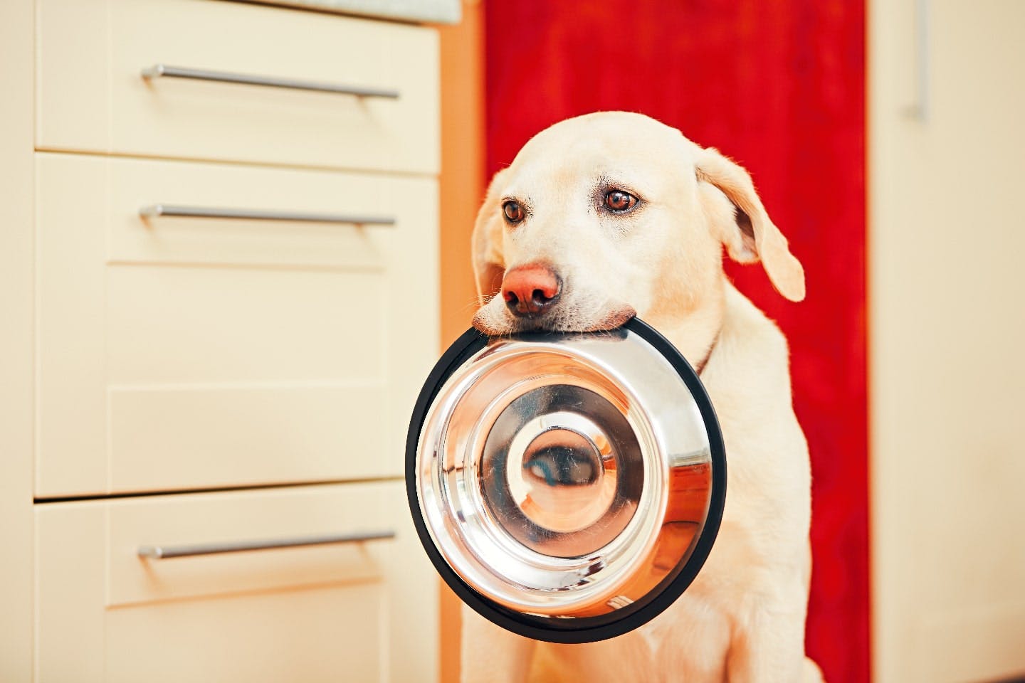 犬に「しらす」や「ちりめんじゃこ」を与えても大丈夫？栄養補給や、皮膚、毛の健康維持に効果的。ただし塩分には注意