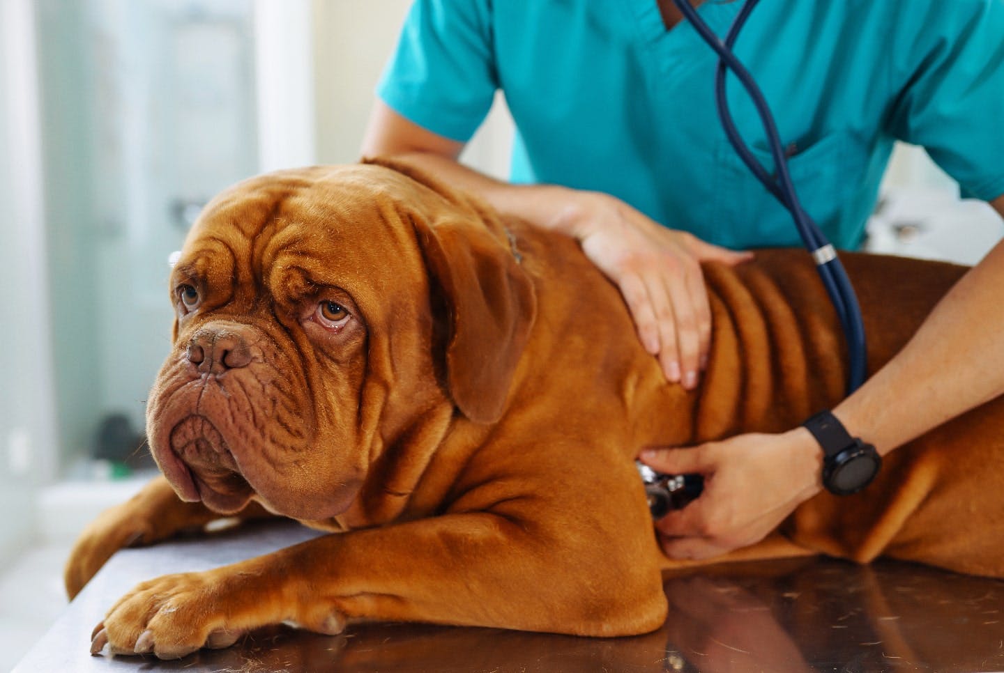 犬の脂肪腫の治療方法