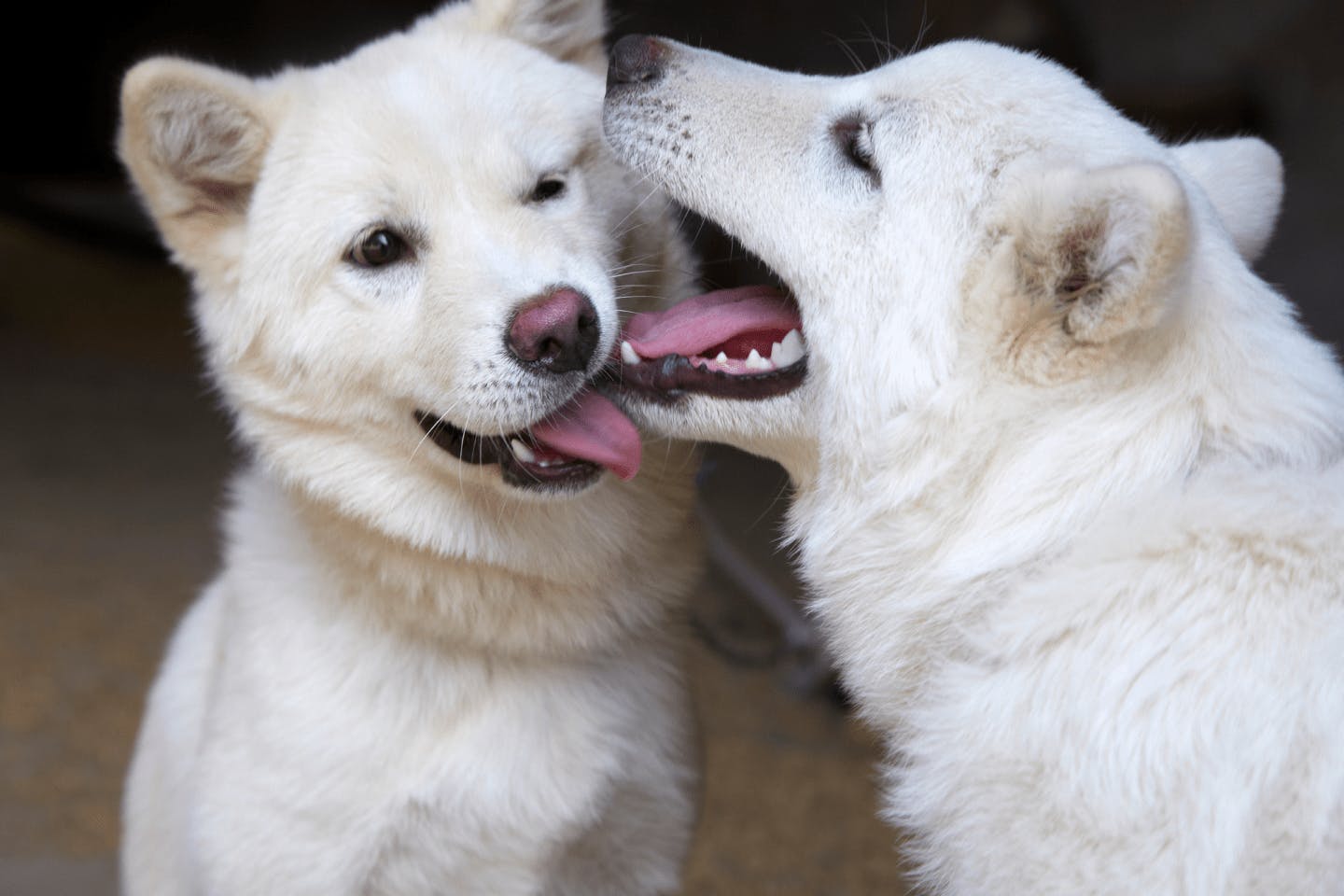 珍島犬に必要な運動量や散歩の目安、おすすめの遊びは？