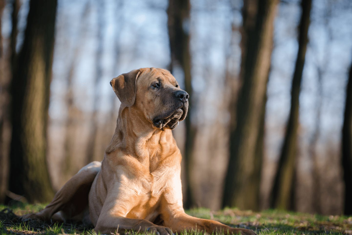 土佐闘犬ってどんな犬？性格・特徴・飼いやすさについて解説