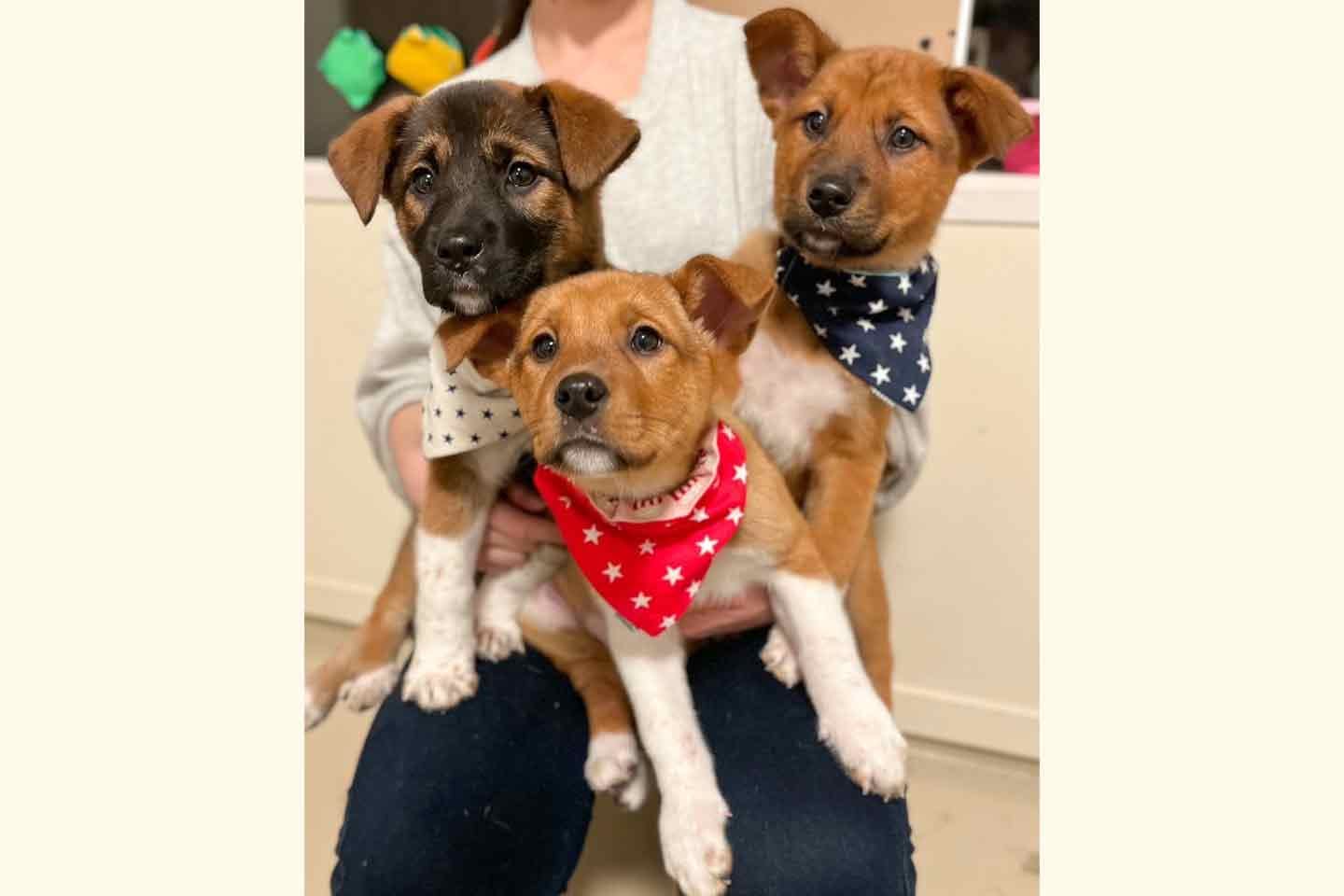 キドックスのアニマルシェルター(動物保護施設)で保護された子犬たち キドックスのアニマルシェルター(動物保護施設)で保護された子犬たち