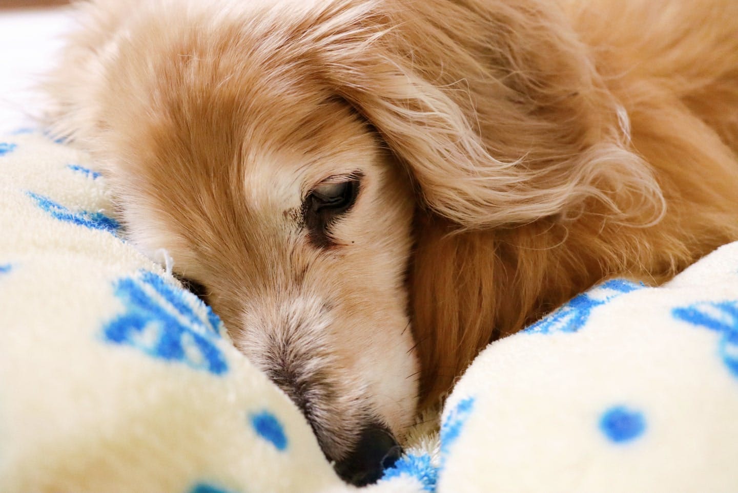 急な嘔吐と下痢。胃腸炎になった犬の症状や治療方法を解説