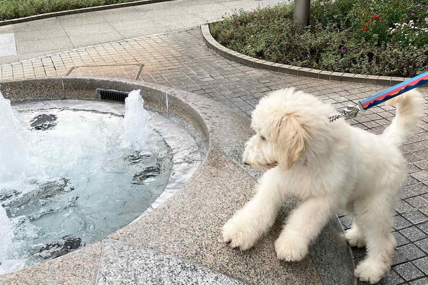 お迎え当初のシエルちゃん（生後3ヶ月）