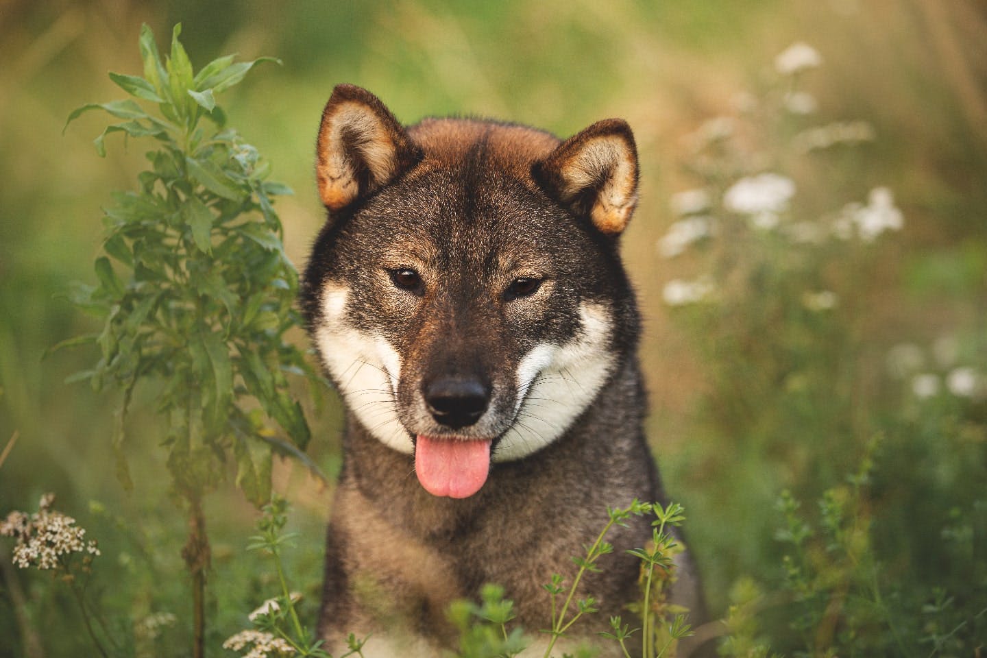 四国犬の性格や特徴は？飼い方のコツや寿命などについて解説【獣医師