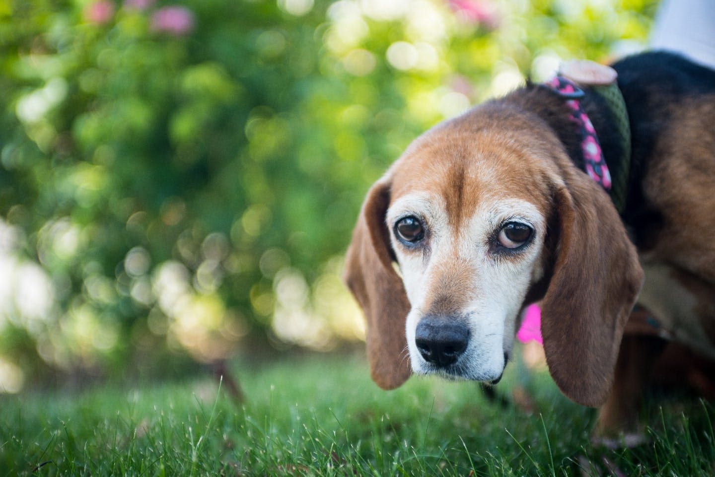 犬が斜視になる理由は？治療の必要性や、斜視をともなう病気を紹介。