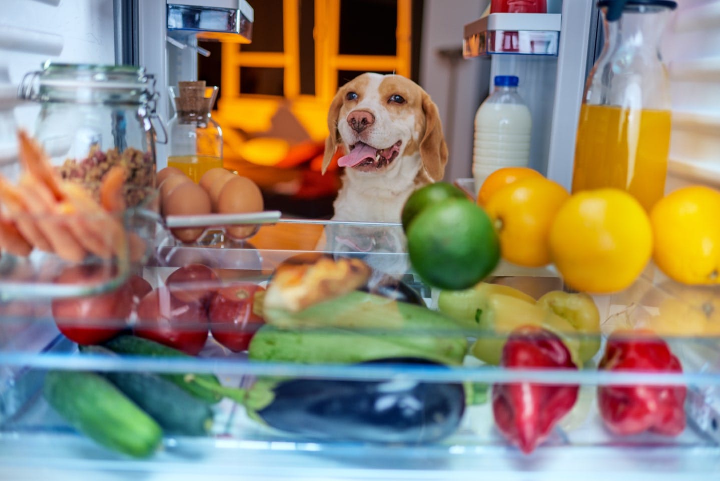 栄養満点のびわは犬が食べてもＯＫ！ただし、胃腸で猛毒を発する種や葉はＮＧ！