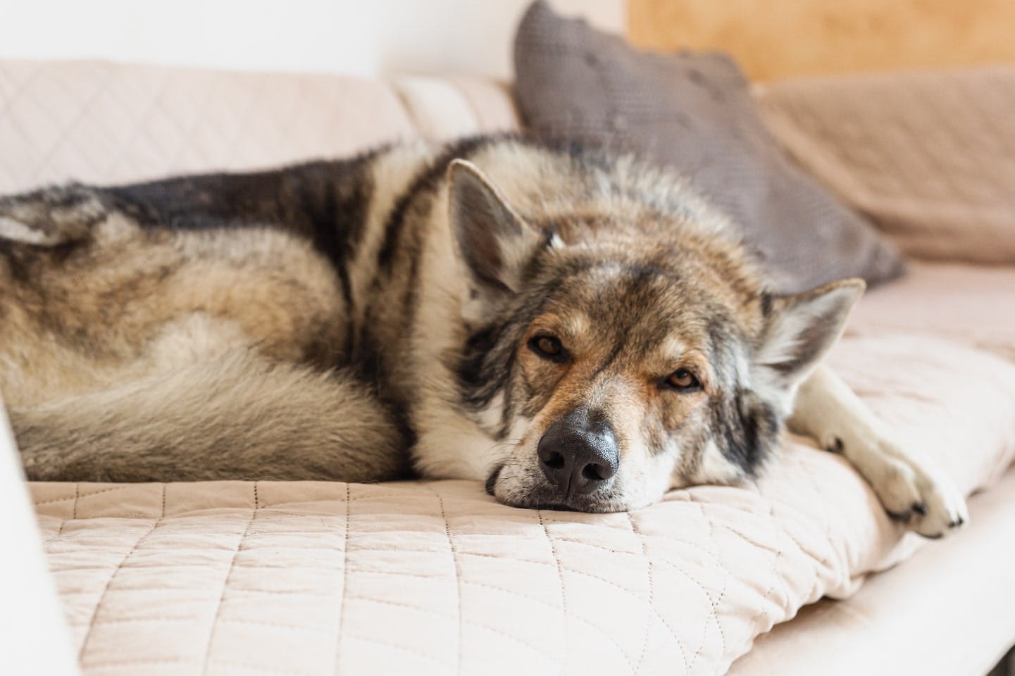 シニア犬がぐっすり眠れる楽な姿勢と、寝たきりになった時の注意点